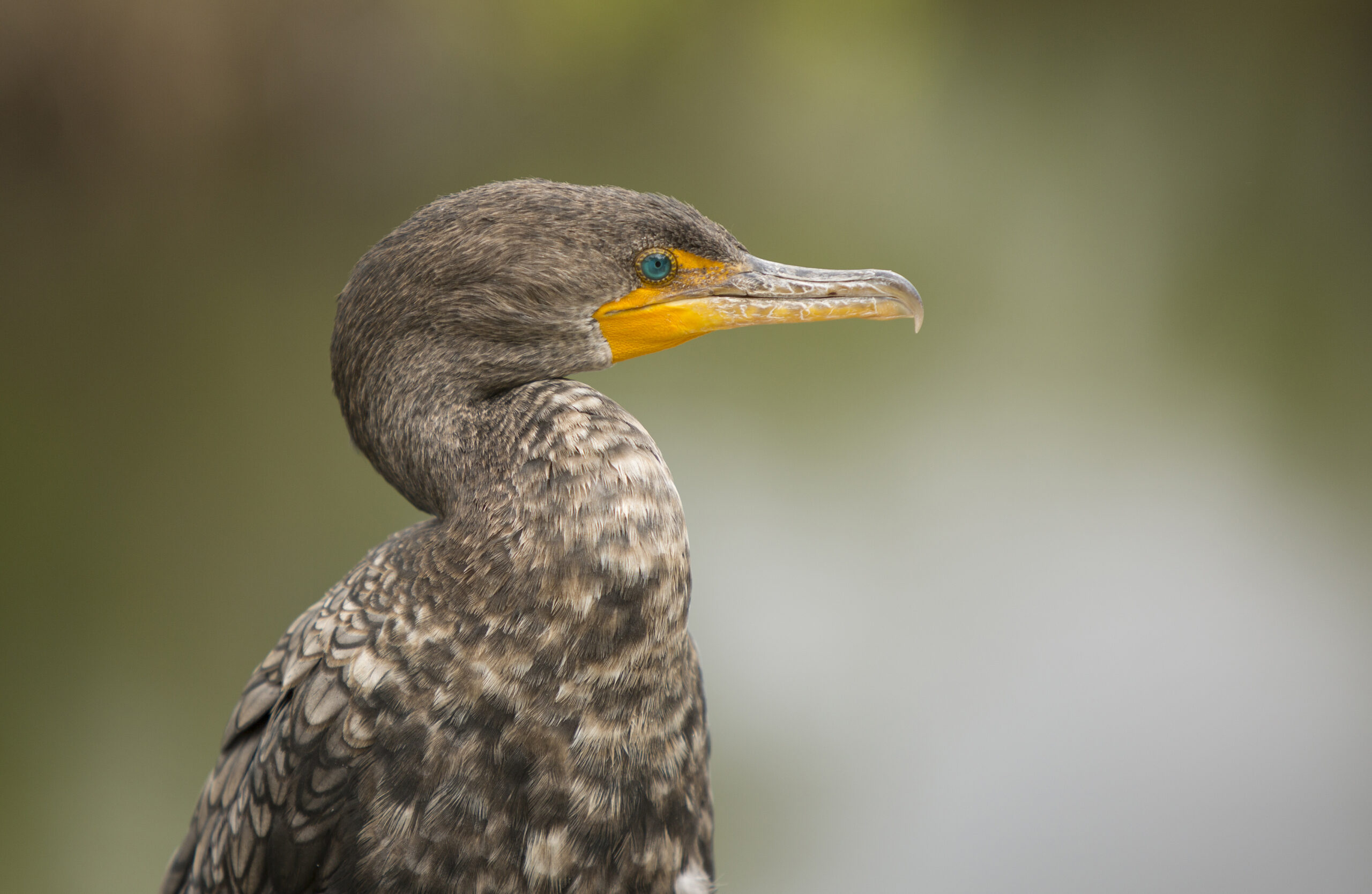 Ein bruaner Volgel mit blauen Aug blickt gerade aus