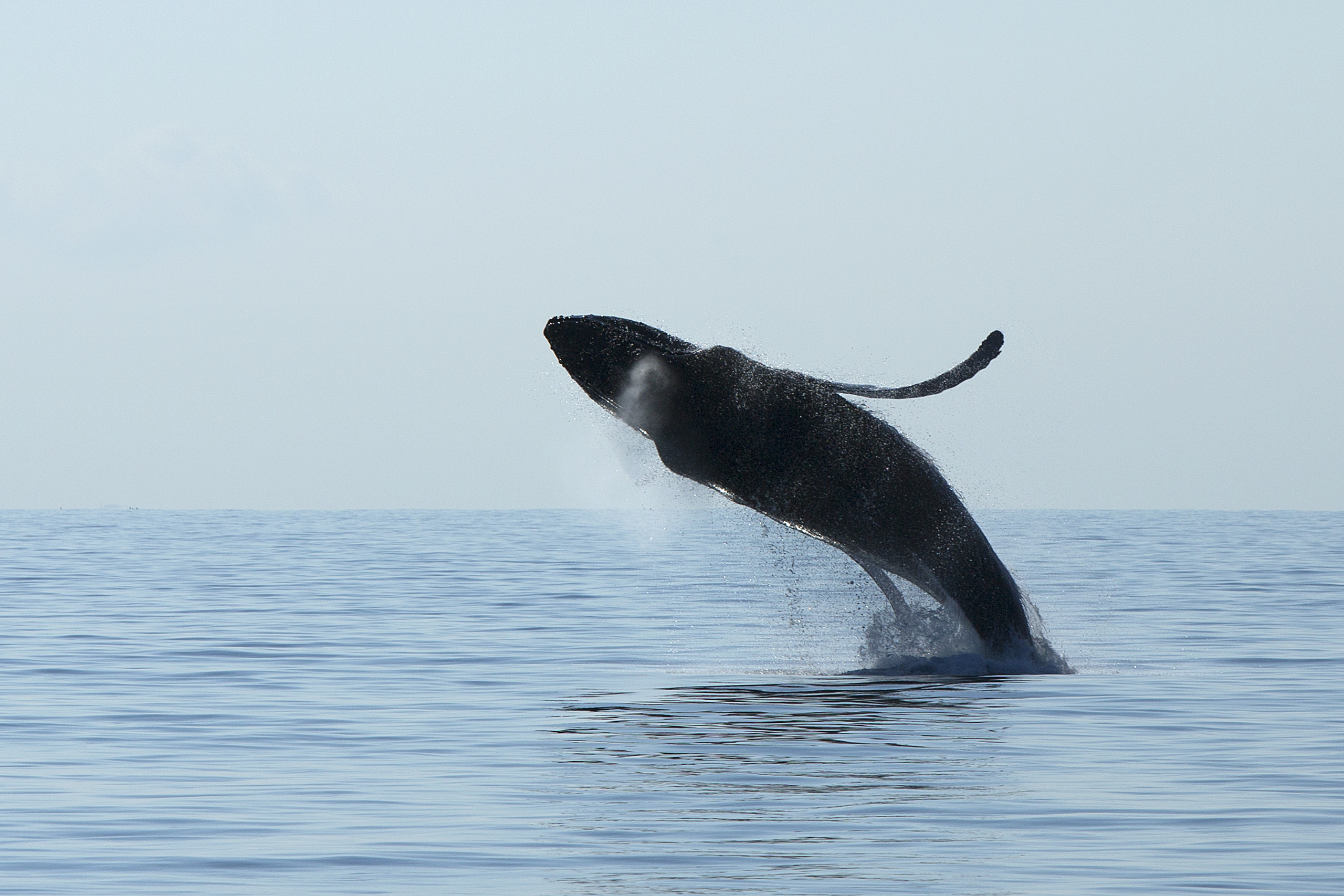 Ein Buckelwal springt gerade aus dem stillen hellblauen Wasser raus