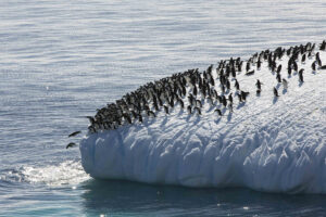 Eine ganze Gruppe an Adeliepinguinen drängt sich auf einem Eisberg richtung linke Seite. 2 springen bereits runter