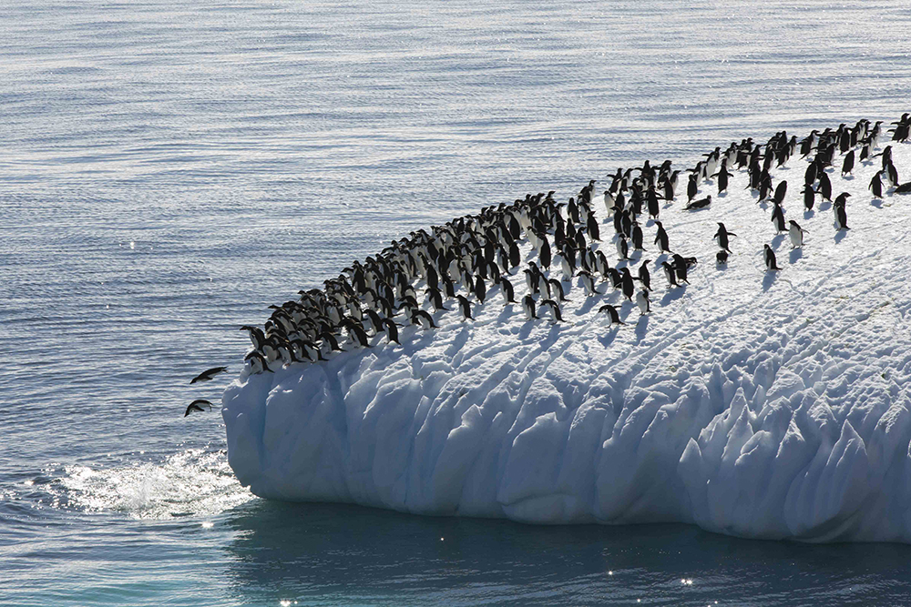 Eine ganze Gruppe an Adeliepinguinen drängt sich auf einem Eisberg richtung linke Seite. 2 springen bereits runter