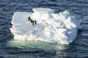 Ein kleiner Pinguin steht auf einer Eischorle und hinter ihm gehen gerade 4 Pinguine in die andere Richtung