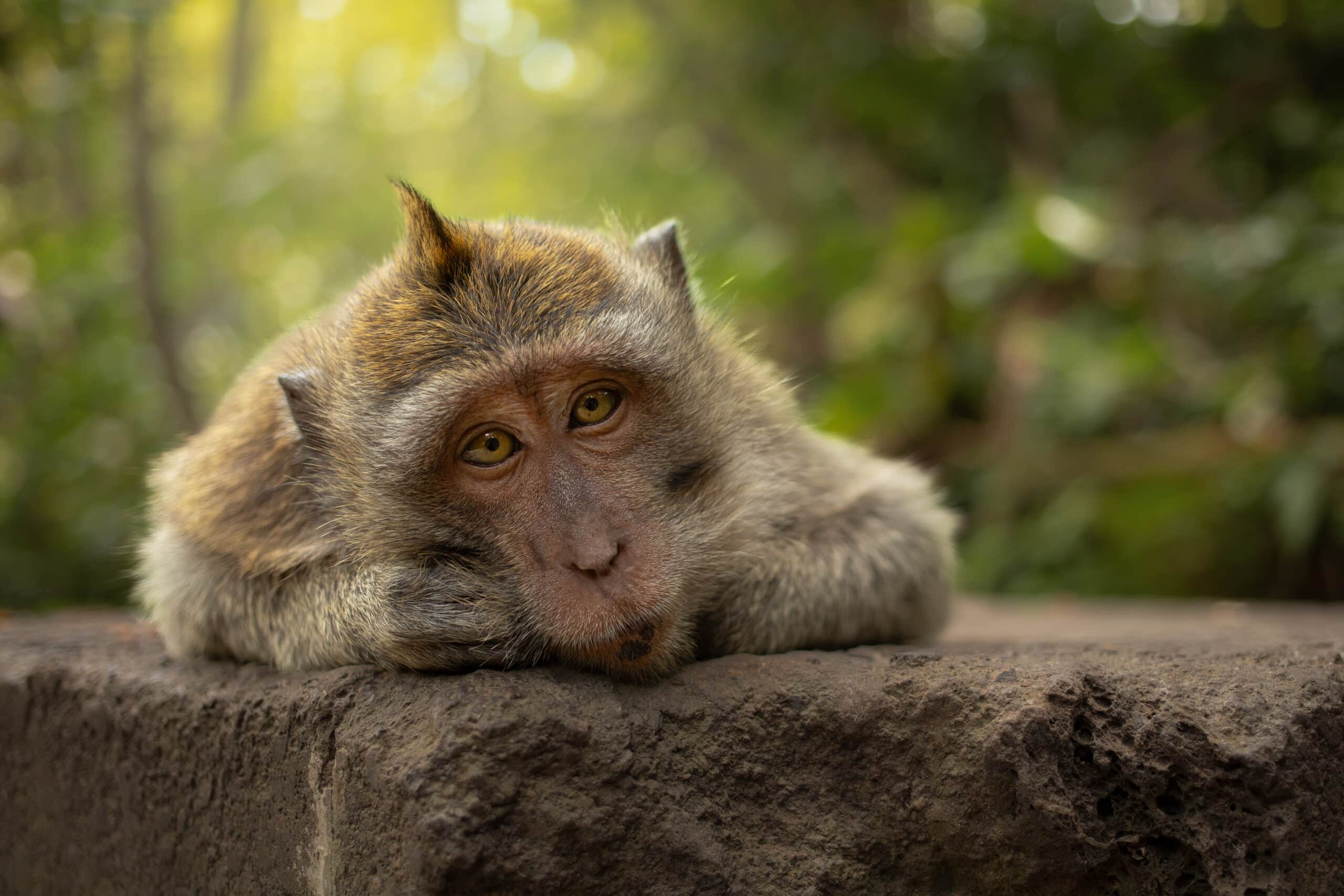 Ein Affe liegt schläfrig auf einem Stein, mit der Sonne im Hintergrund