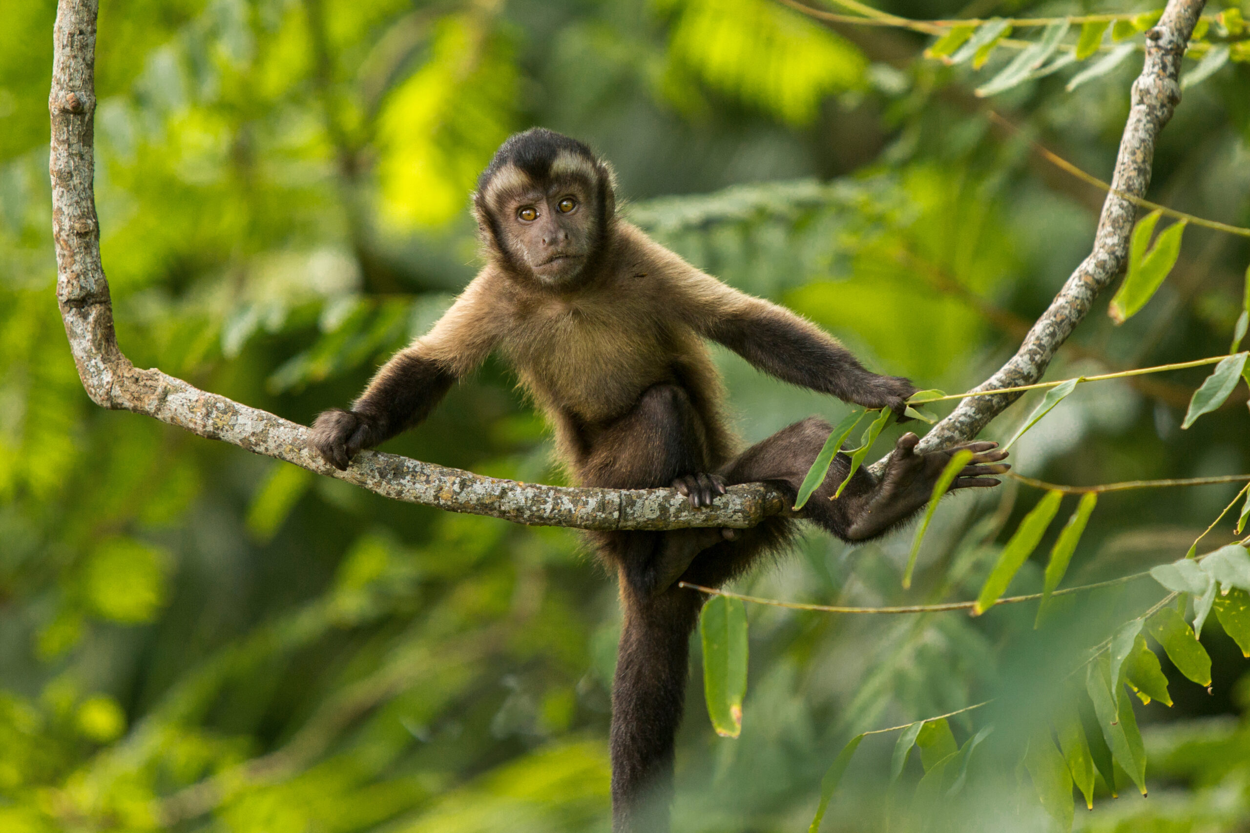 Kapuzineraffe sitzt auf einem Ast und hält sich an ein paar Blättern fest