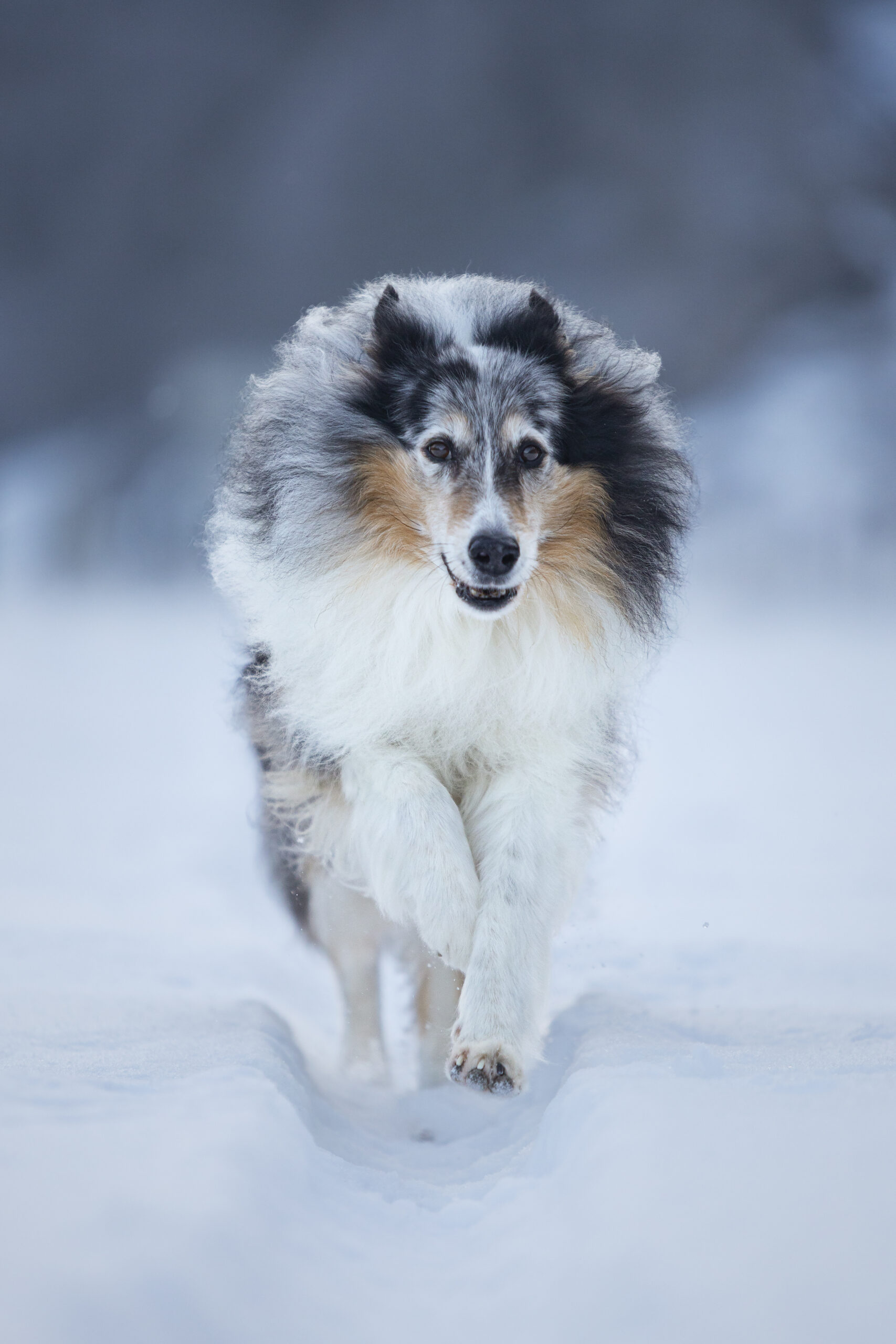 Ein Collie mit Winterfell läuft im Schnee auf die Kamera zu