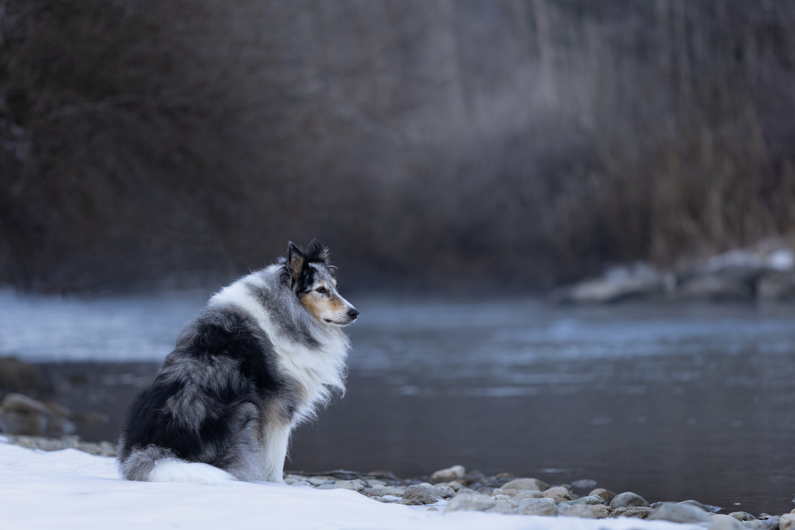 Ein Collie sitzt am Fluss und schaut nach Rechts, Schnee im Vordergrund.