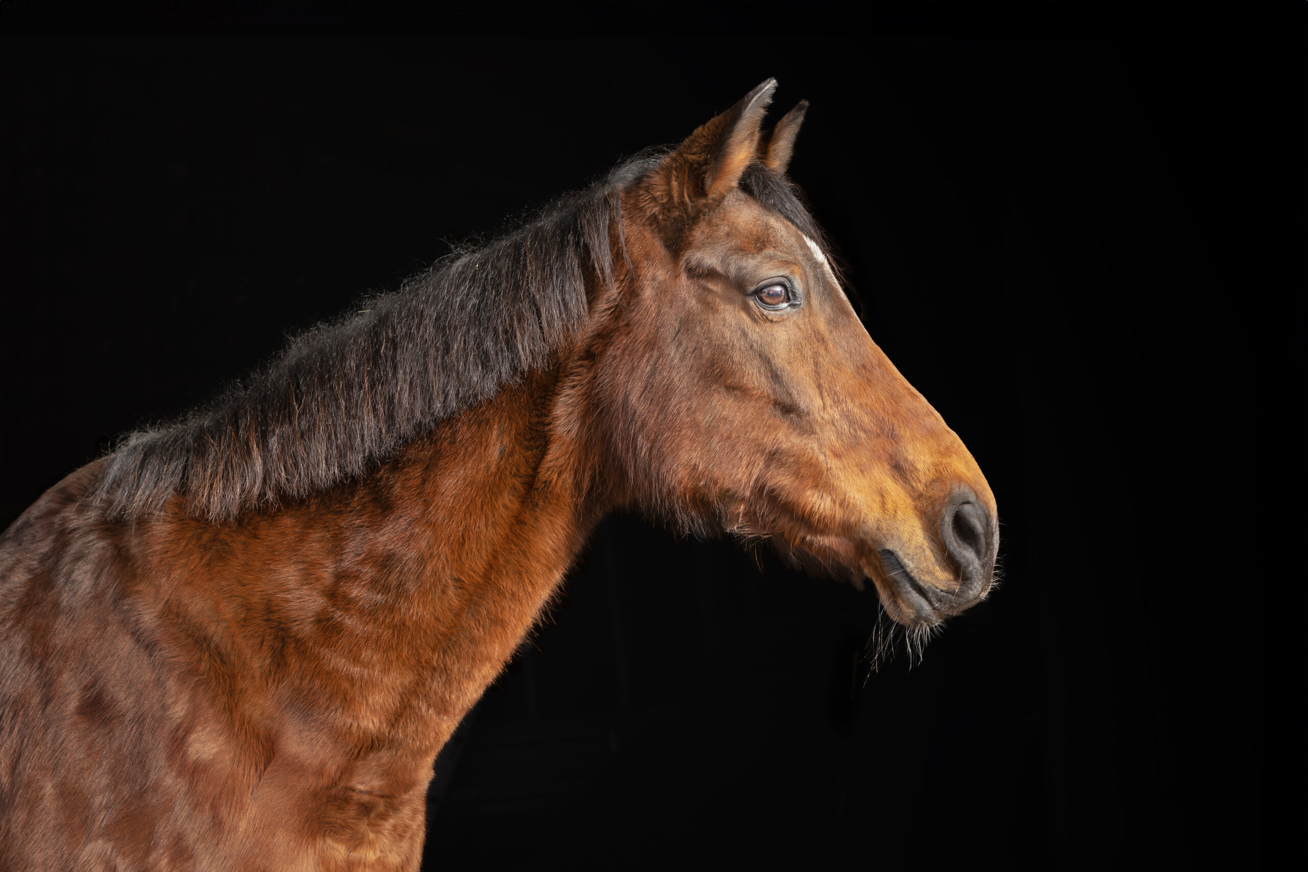 Seitenansicht einer braunen Stute vor schwarzem Hintergrund