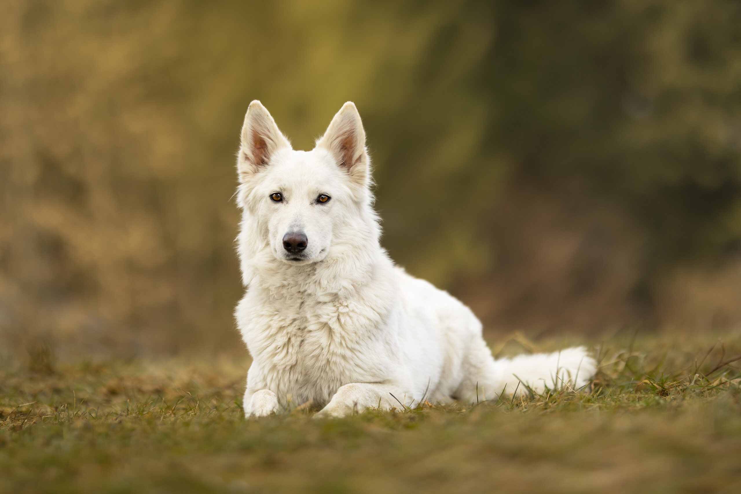 Ein weißer Schäferhund sitzt in der Wiese vor grünem Hintergrund