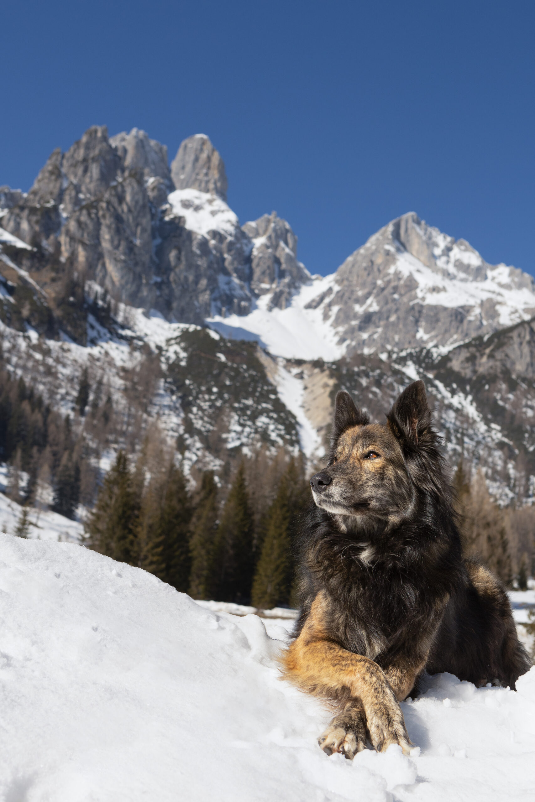 Braun schwarzer Schäferhund sitzt im Schnee mit der Bischofsmütze im Hintergrund