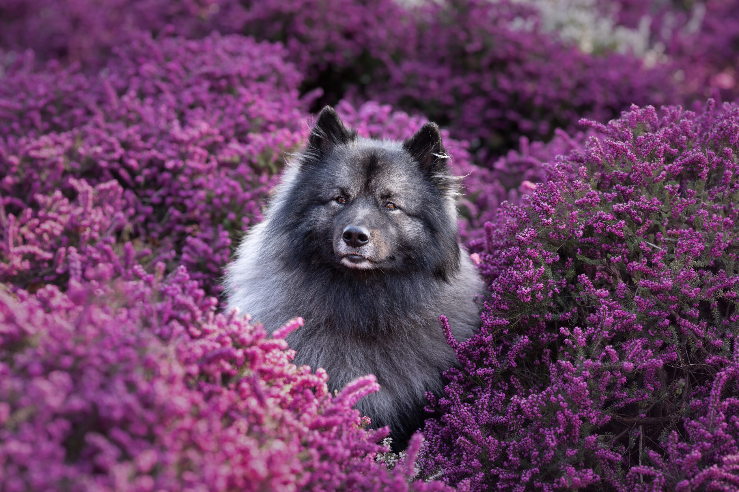 Ein Wolfspitz mit dunkelgrauem Feld sitzt in einem Meer von lilanem Heidekraut.
