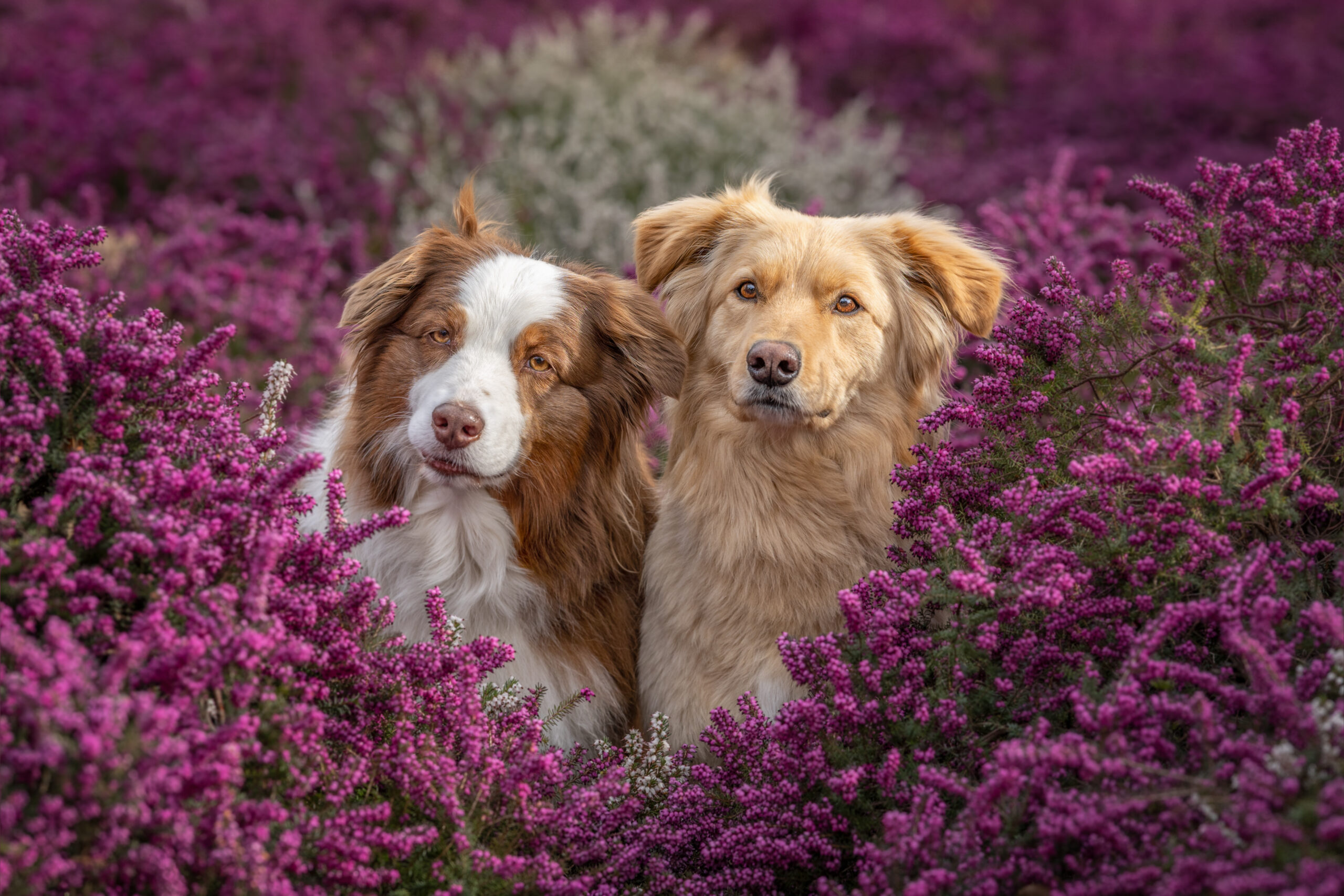2 Hunde sitzen nebeneinander im pinkfarbenen Heidekraut und blicken in die Kamera