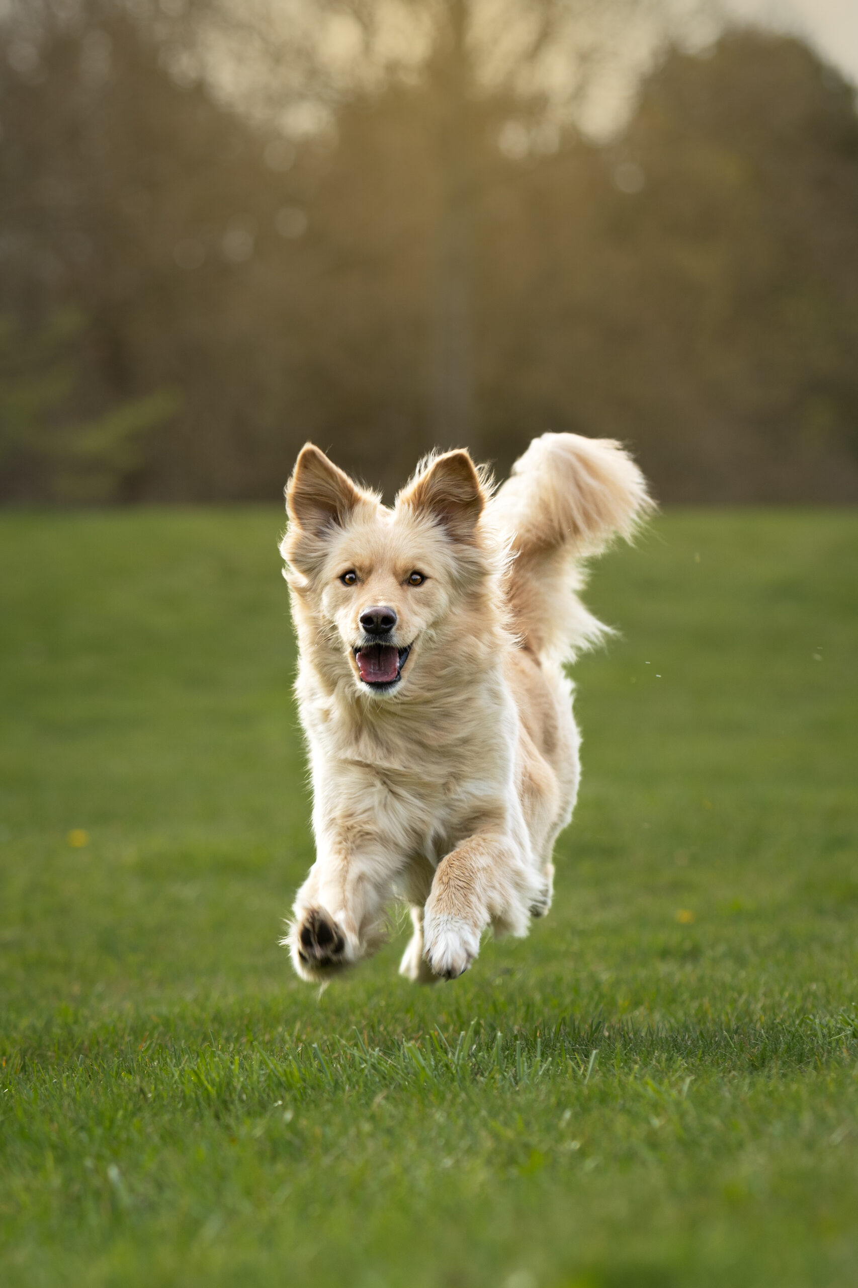 Junger beiger Mischlingshund läuft über eine Wiese auf die Kamera zu und ist gerade mit allen Beinen in der Luft