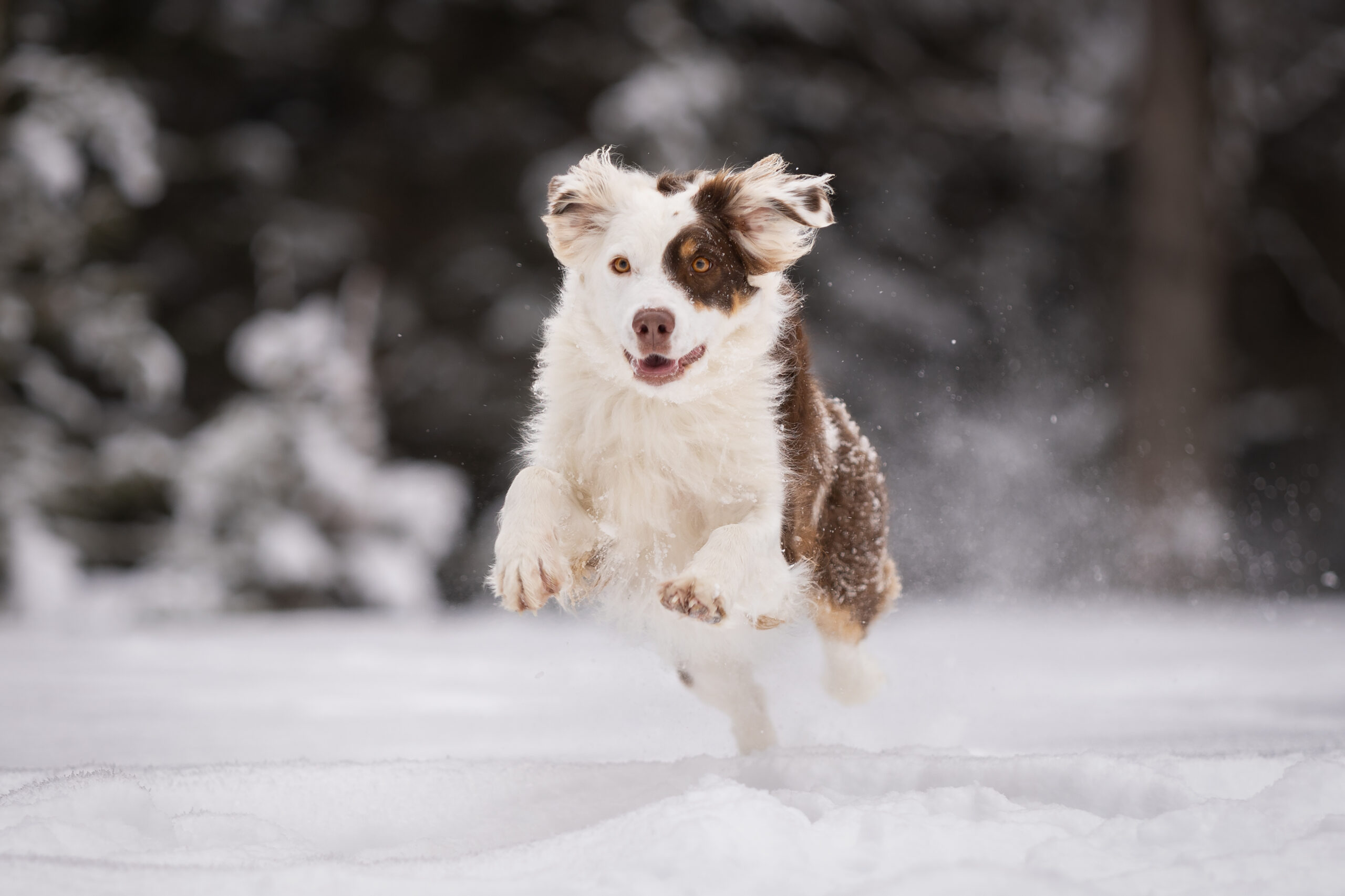 Weiß-brauner Australian Shepard der durch den Schnee läuft und alle Beine in der Luft hat