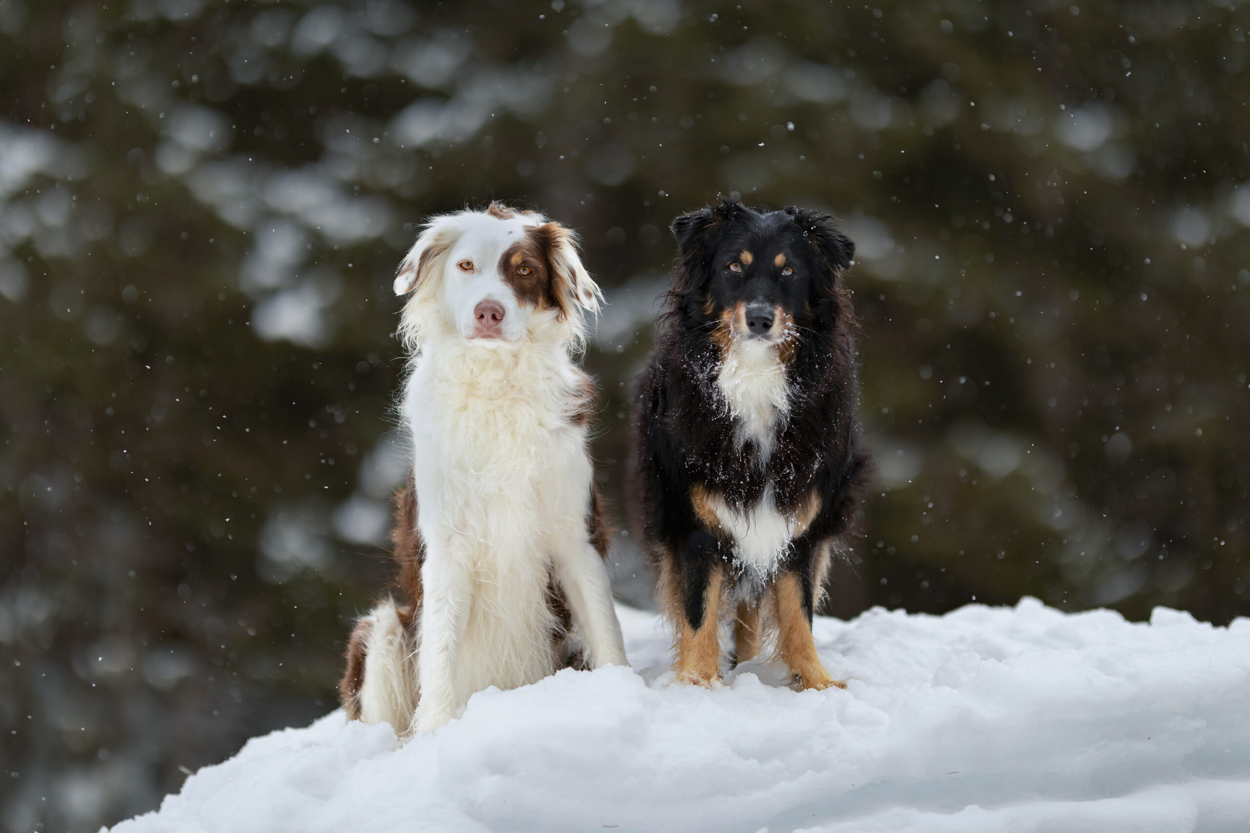 2 Australian Shepards sitzen nebeneinander im Schnee. Einer ist weiß und braun ums Aug und der andere Schwarz mit einem weißen Fleck auf der Brust.