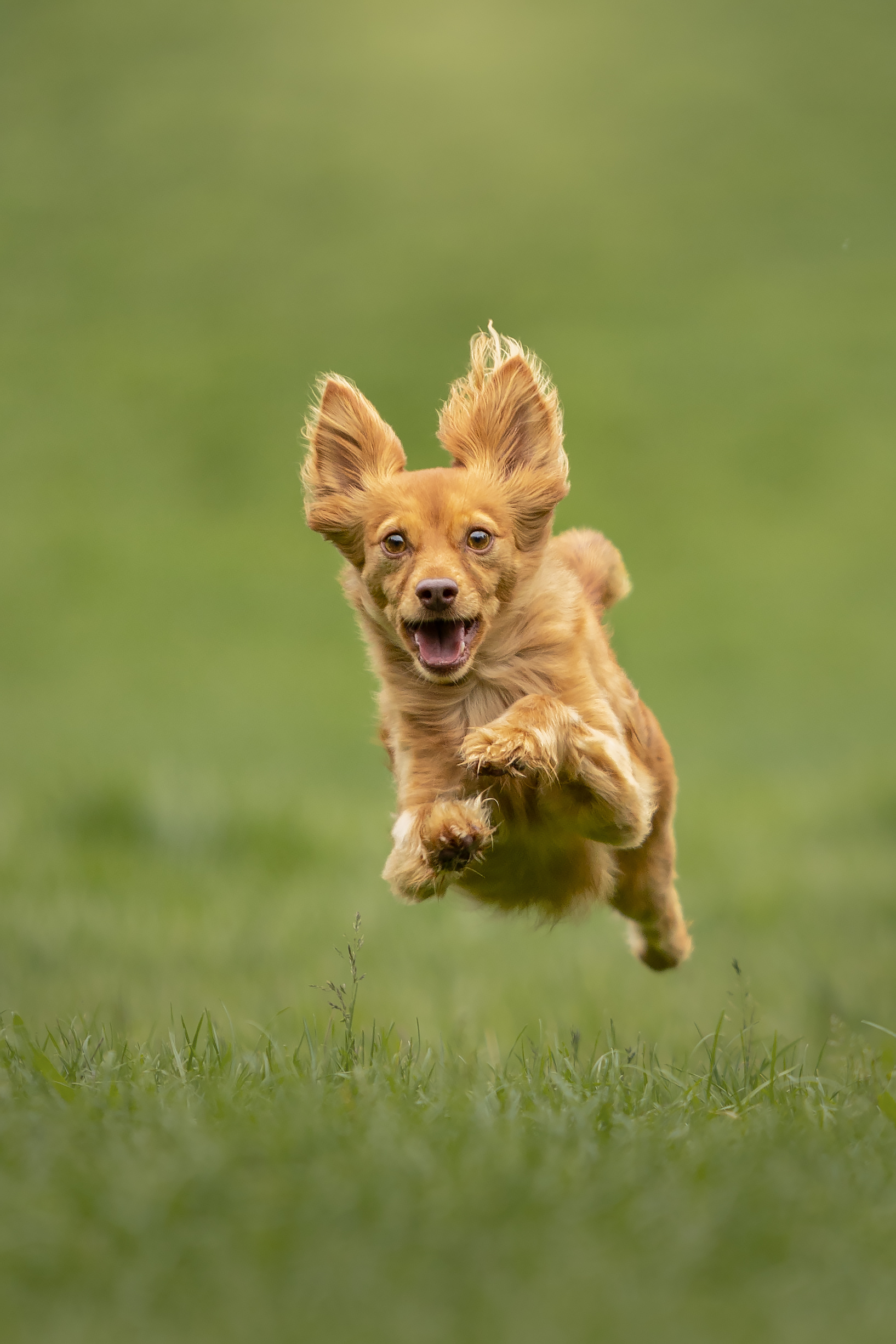 Russkiy Toy in Action, beim Laufen durch Wiese