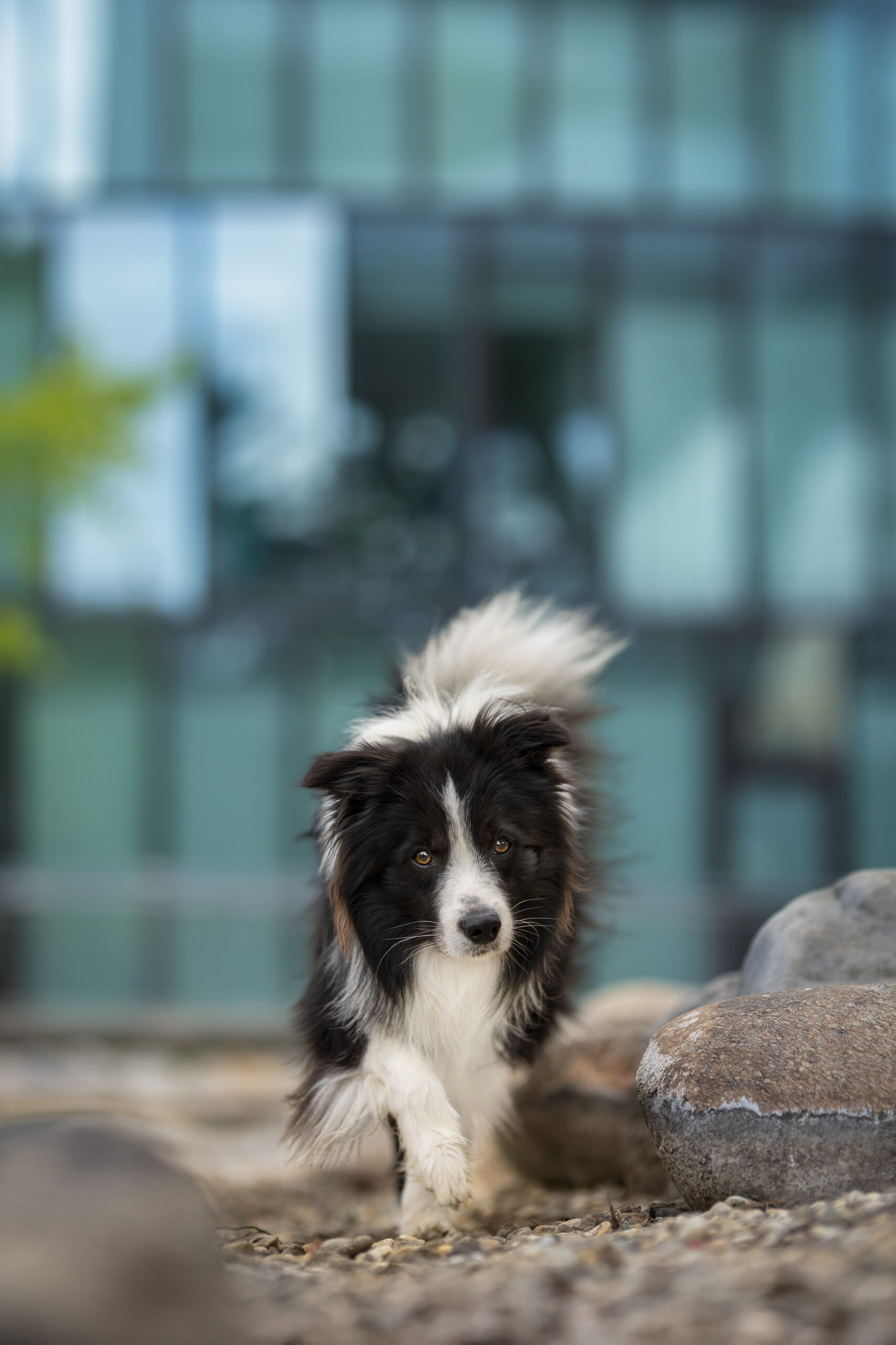 Schwarz-weißer Border collie vor den Glasfenstern eines Bürogebäudes, Blick direkt in die Kamera