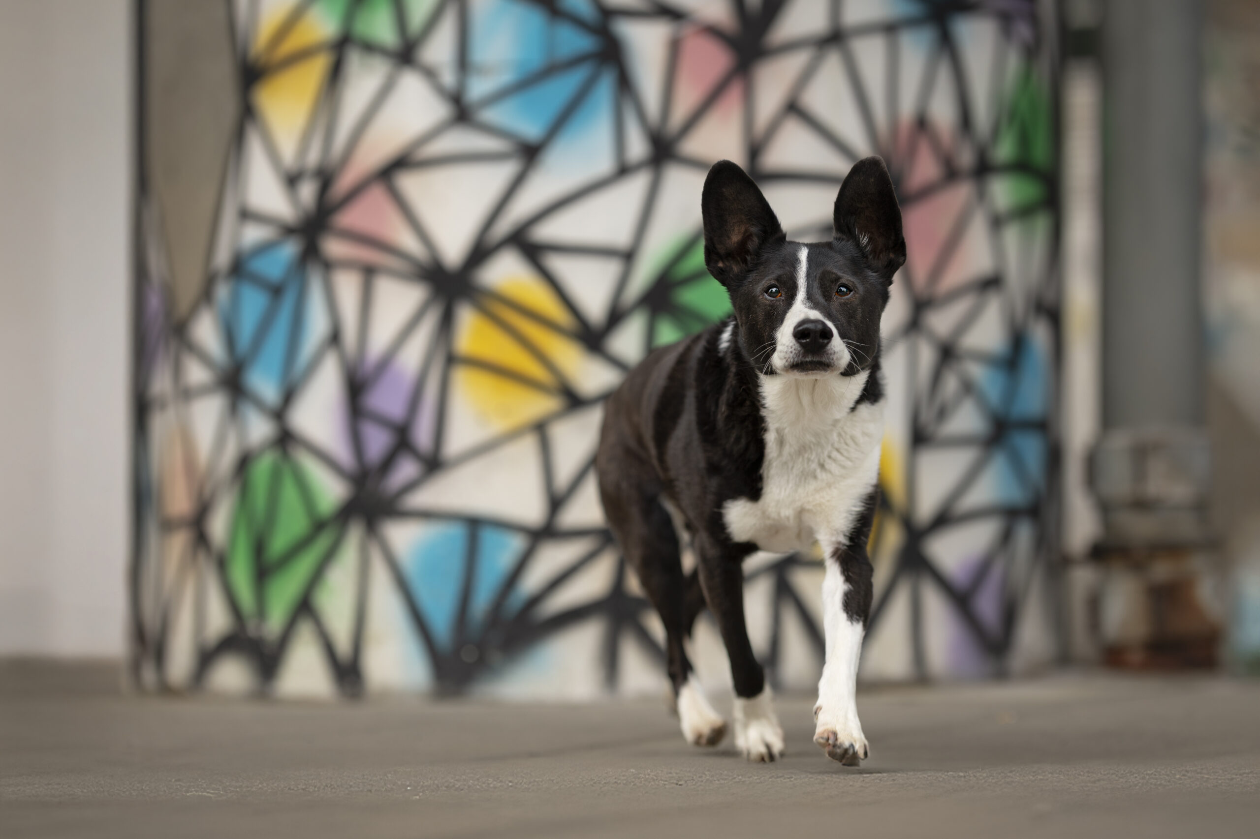 Mischlingshund läuft auf die Kamera vor, im Hintergrund ein buntes Graffiti