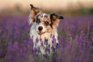 Grau-weiße Border Collie Hündin sitzt im Lavendelfeld und schaut direkt in die Kamera, den Kopf leicht geneigt.