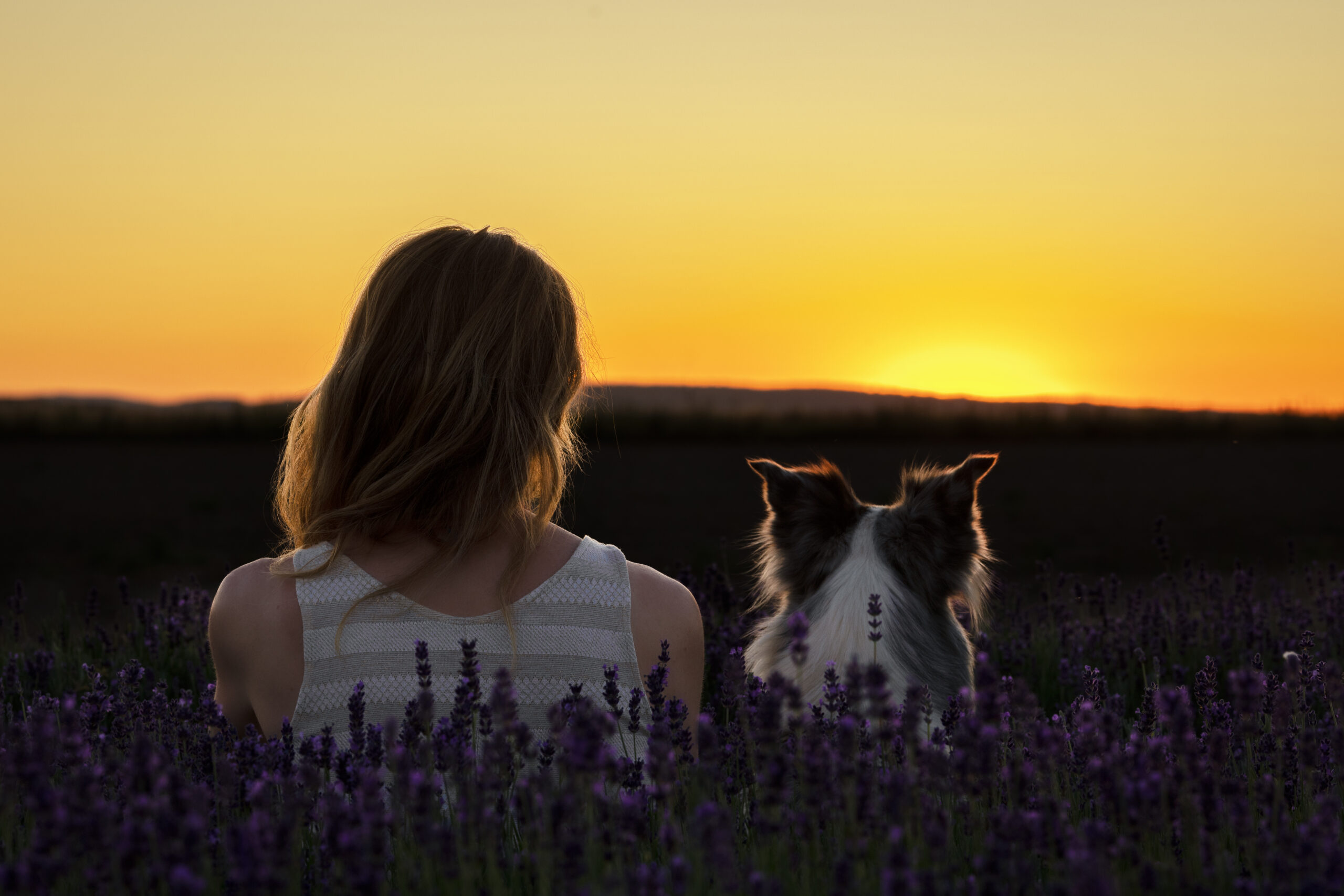 Eine Frau sitzt neben ihrem Hund und beide schauen in den Sonnenuntergang. Vor Ihnen ein paar Lavendelpflanzen