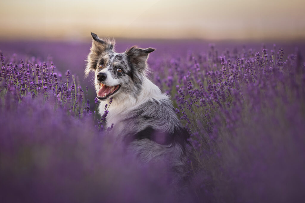 Weiß-grauer Border Collie sitzt mitten im Lavendelfeld, der Kopf so gedreht, dass er in die Kamera sieht.