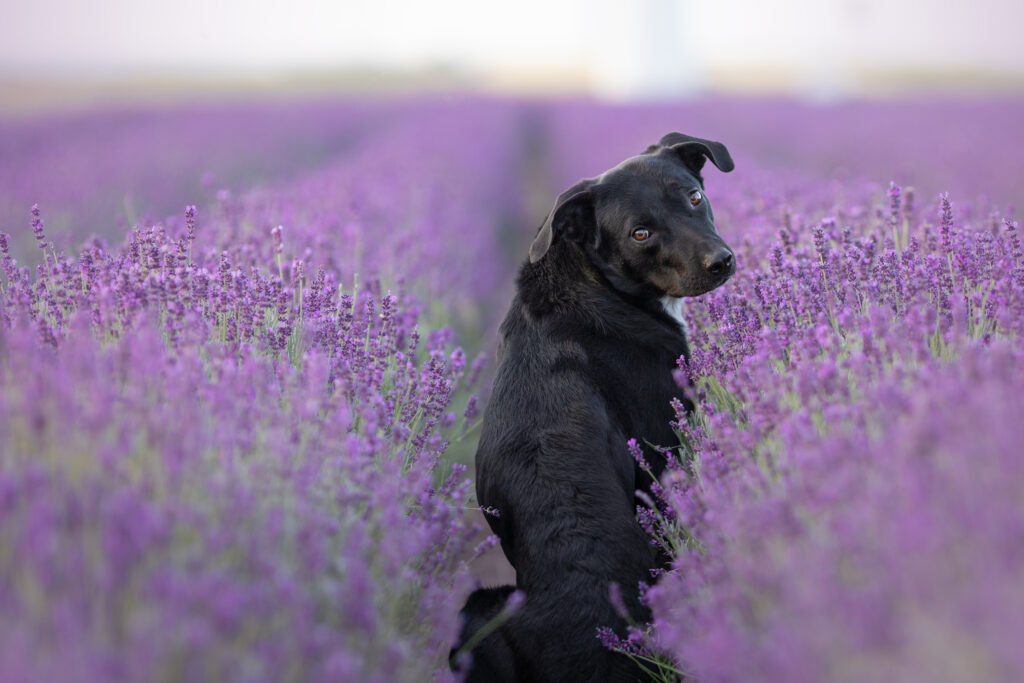 Schwarzer Hund sitzt mit im Lavendelfeld und dreht sich um, sieht direkt in die Kamera