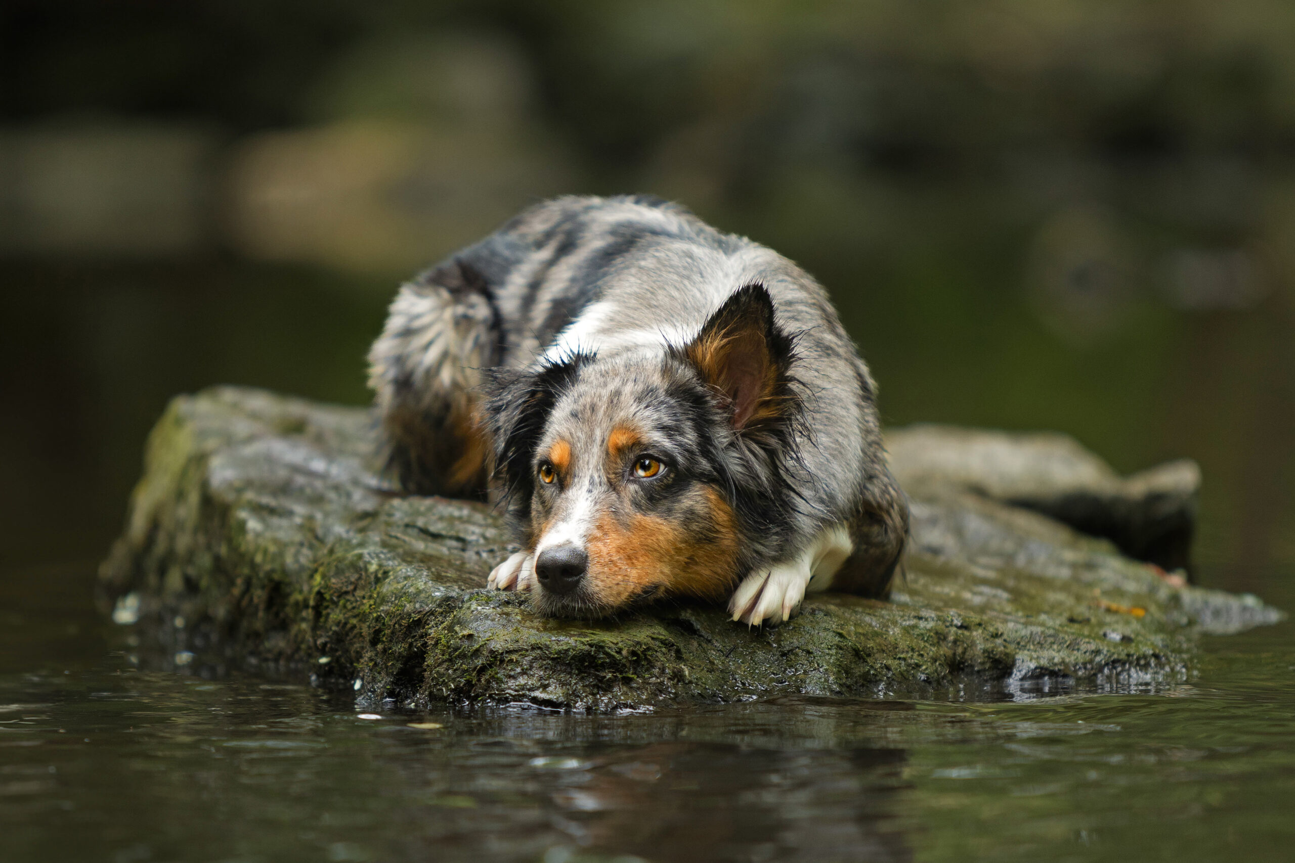 Hundefotografie im Wasser mit einem Australian Sheperd