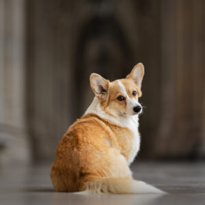 Vorbereitung Hunde-Fotoshooting mit einem Corgi der sitzen bleibt und sich nach hinten dreht.