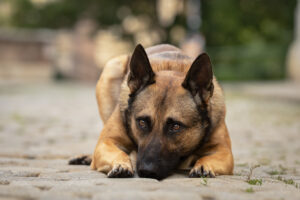 Ein Malinois liegt auf der Straße, den Kopf leicht geneigt.