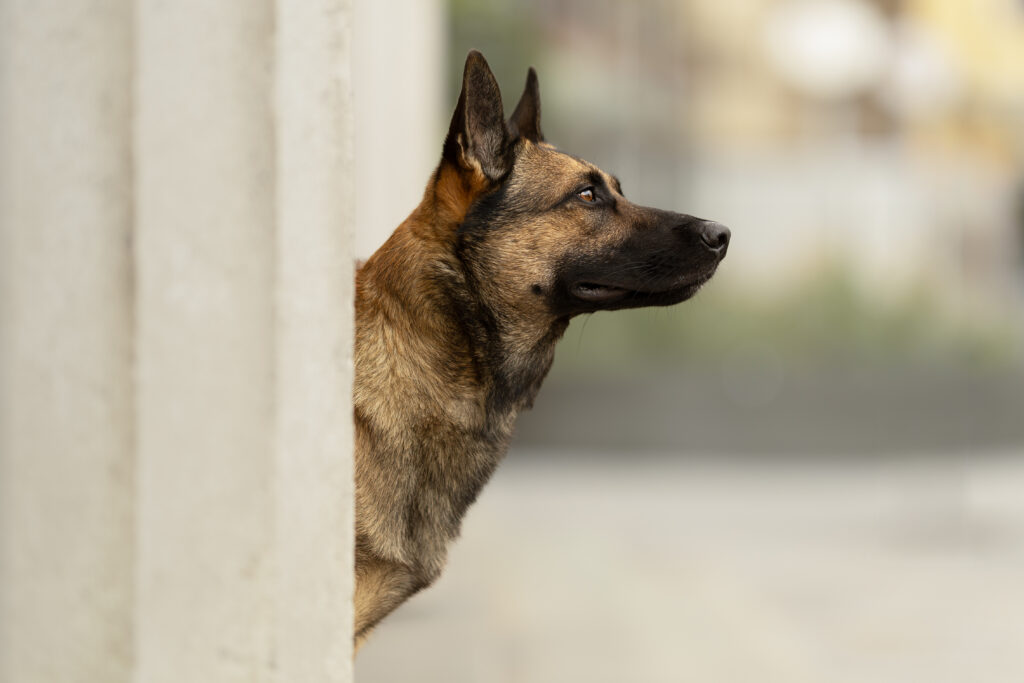 Junger Malinois steht vor einer Säule und sieht gerade aus.