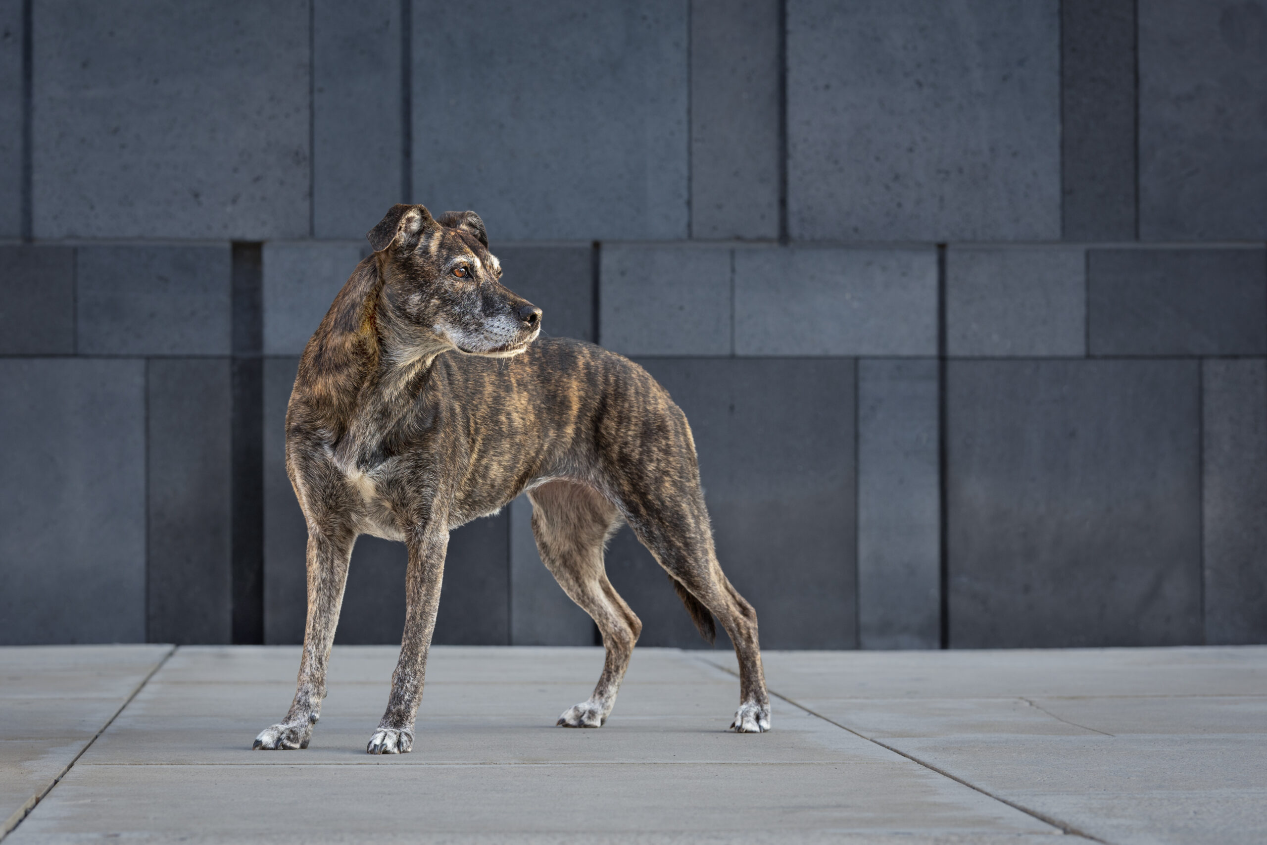 Mischlingshündin steht vor einer dunkelgrauen Wand und dreht sich Richtung Sonnenlicht.