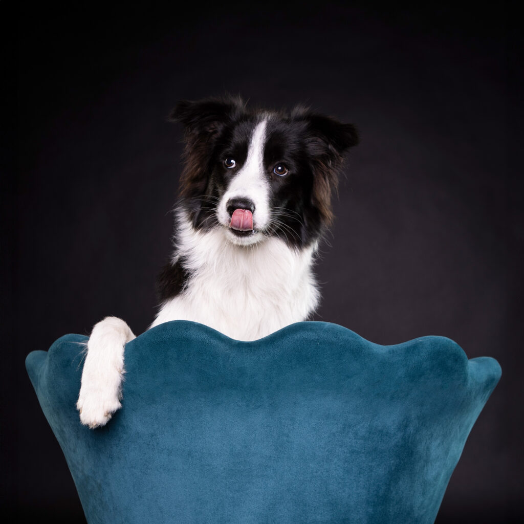 Border Collie auf einem blauen Stuhl, bei einem Fotoshooting im Studio. Hundefotos im Fotostudio