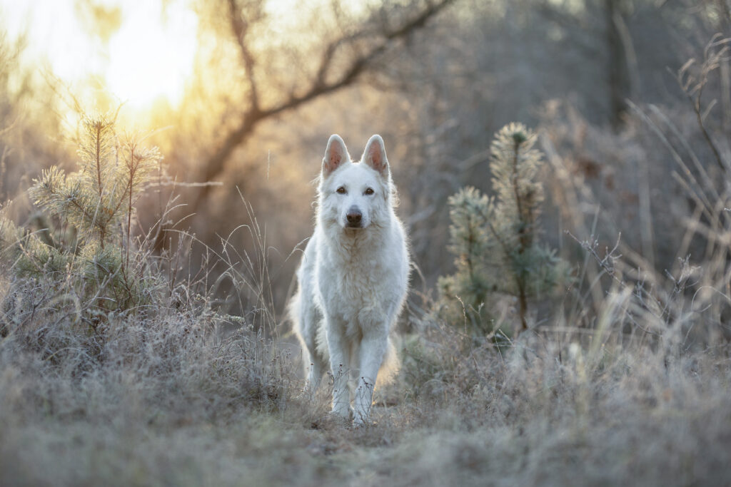 Weißer Schäferhund im Wald bei Sonnenaufgang, kommt direkt auf die Kamer zu.