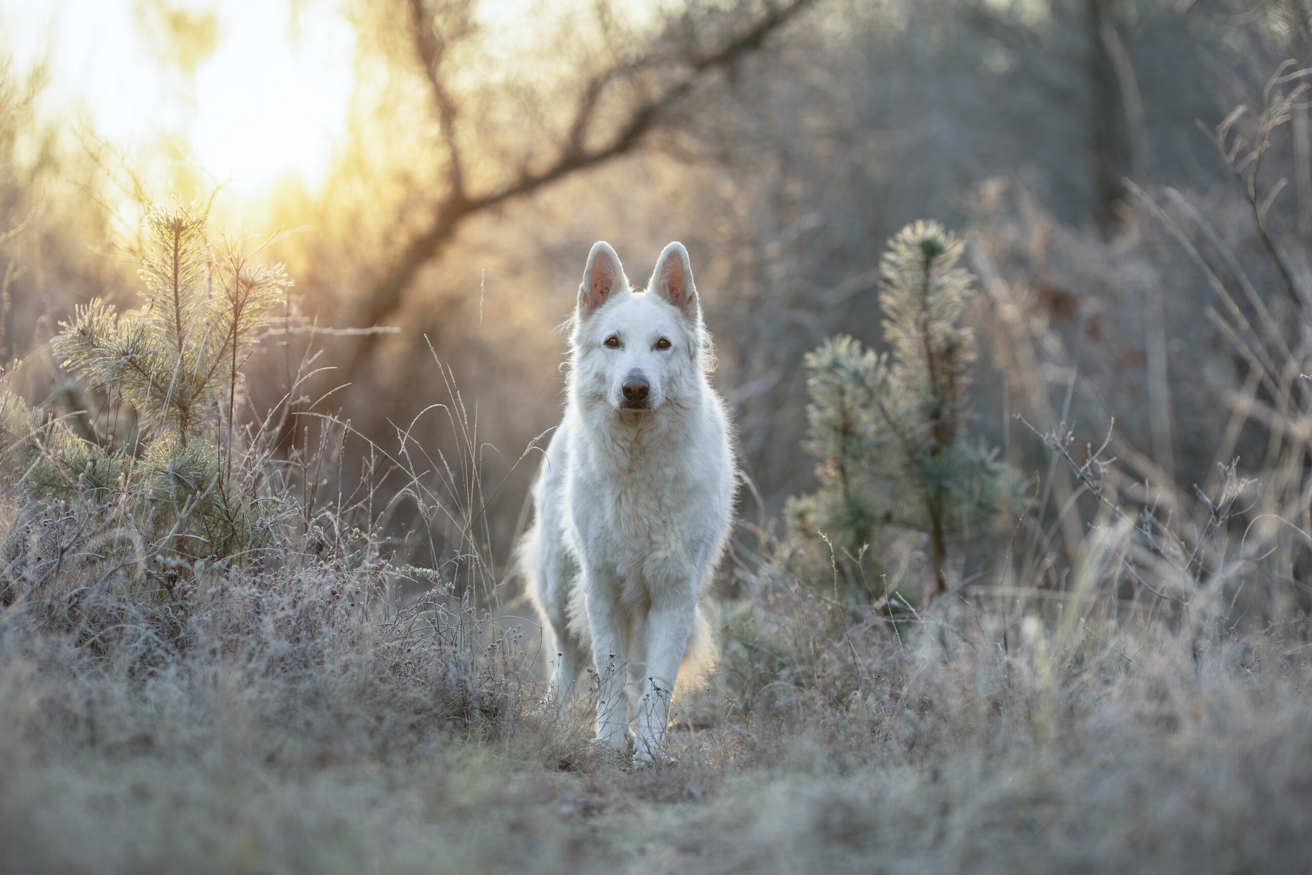 Weißer Schäferhund im Wald bei Sonnenaufgang, kommt direkt auf die Kamer zu.